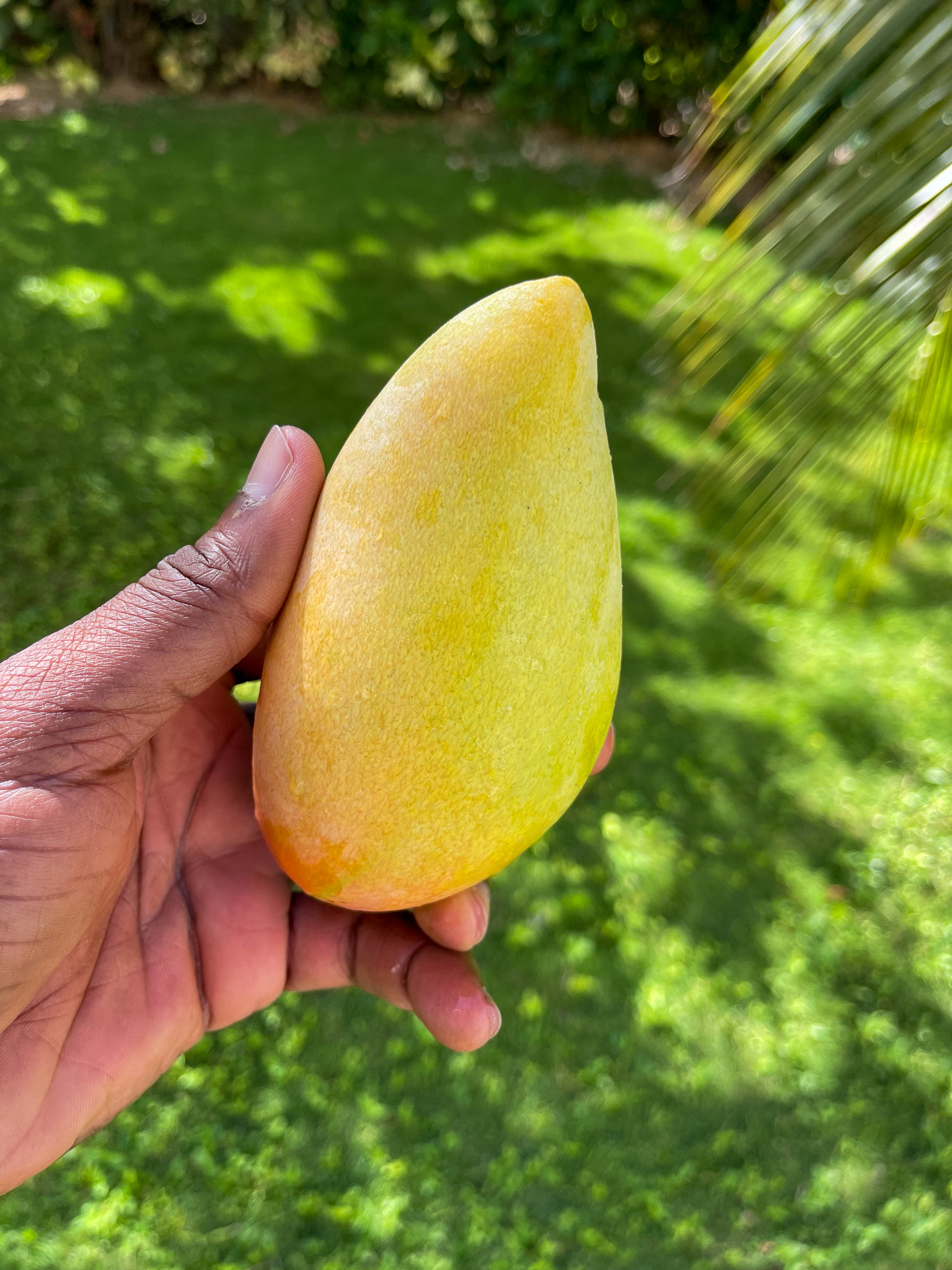 mango-season-in-cayman-e